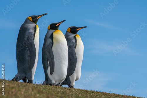 Trois manchots royaux aux   les Falkland sur fond de ciel bleu.