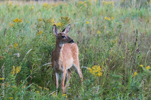 white-tailed deer Fawn in summer