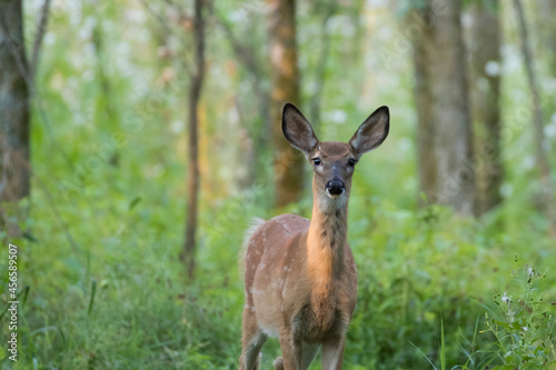 white-tailed deer Fawn in summer