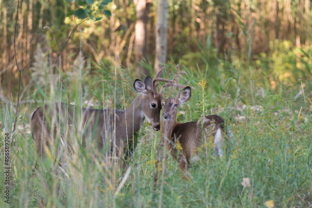 white-tailed deer pair in autumn love season white-tailed deer pair in autumn love season