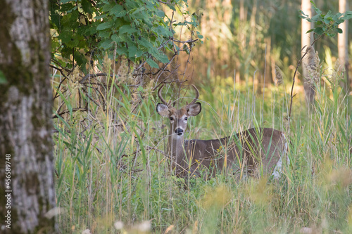 Fototapeta Naklejka Na Ścianę i Meble -  white-tailed deer male in summer