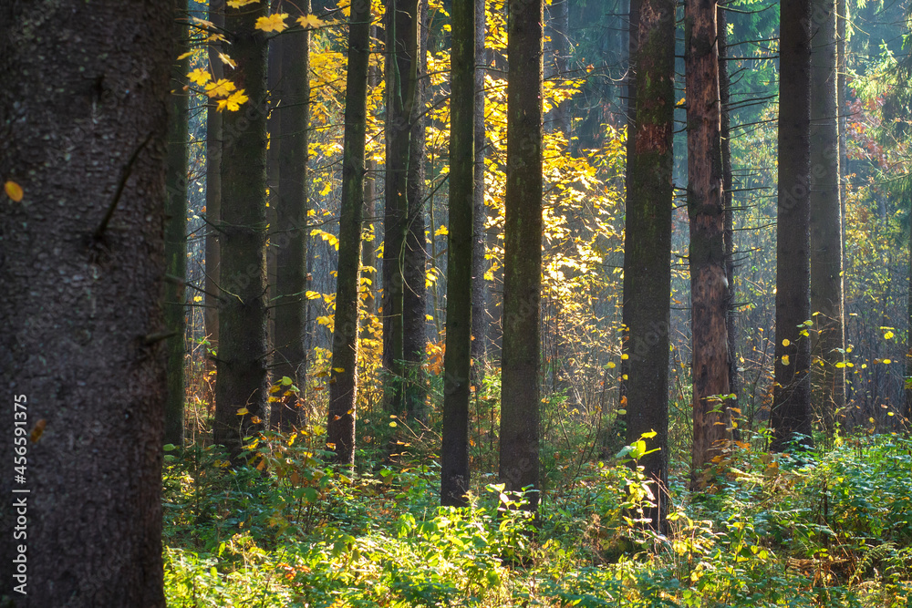 Landscape of autumn pine forest in the early morning . Colorful leaf fall in the woodland. Bright sunbeams are between trunk trees.