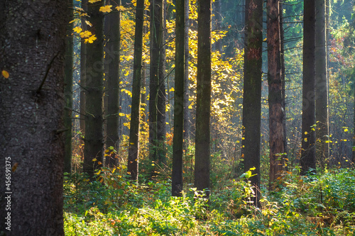 Obraz na płótnie Landscape of autumn pine forest in the early morning . Colorful leaf fall in the woodland. Bright sunbeams are between trunk trees.
w salonie