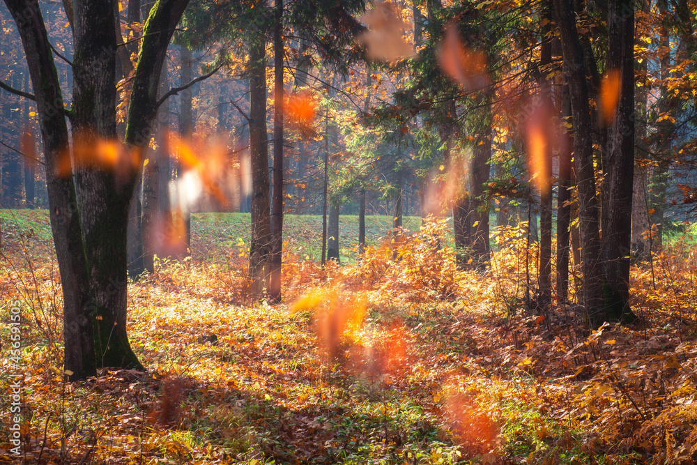 Colorful fall of the leaves from trees. Later autumn in the forest. Yellow foliage on the ground.