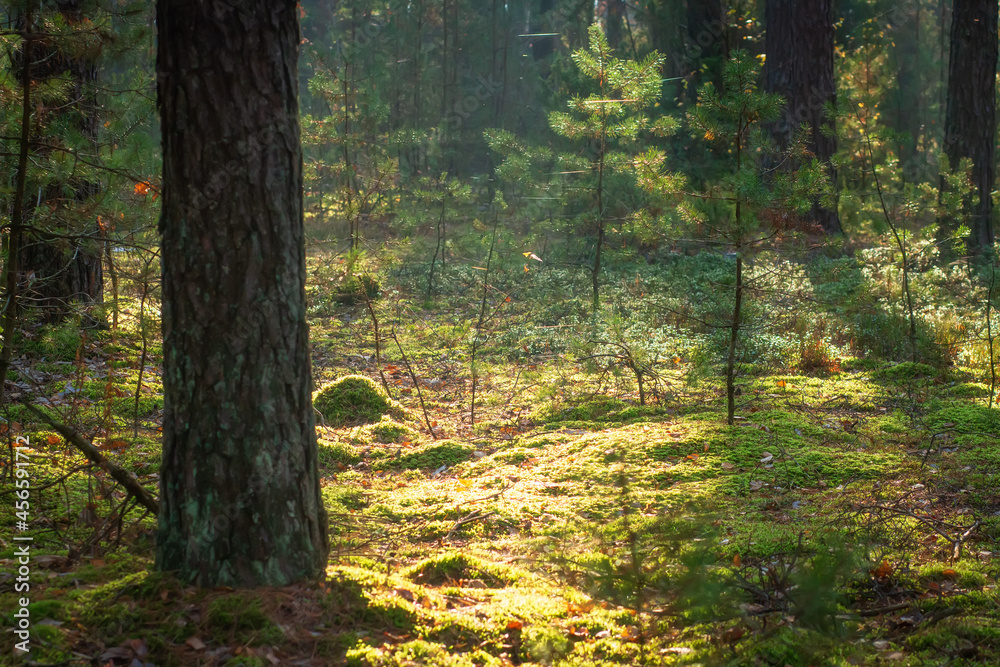 Nature scenery of the forest. Green moss and small pines. Sunbeams bring through fog.