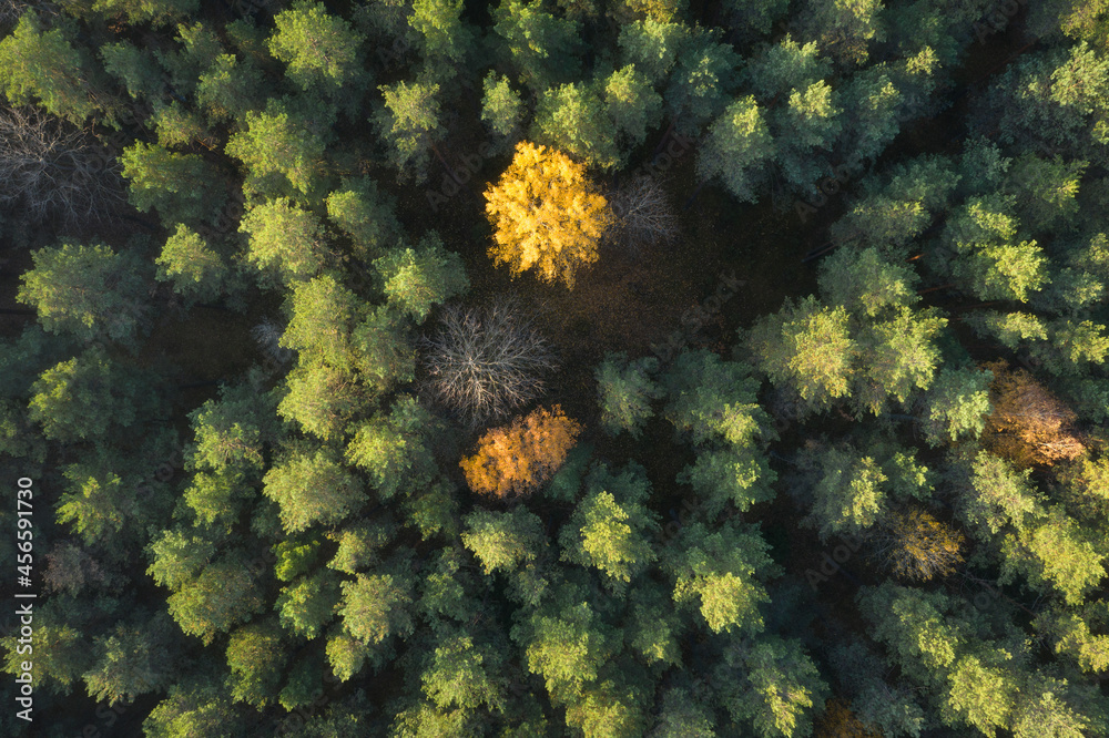Scenery aerial view of colorful forest. Mixed forest in late autumn. Golden foliage on trees.