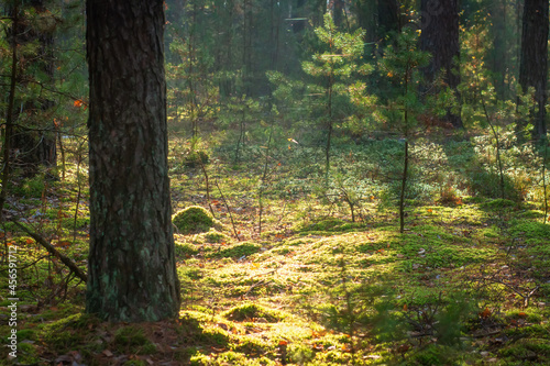 Obraz na płótnie Nature scenery of the forest. Green moss and small pines. Sunbeams bring through fog. w salonie