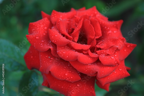 red rose with water drops