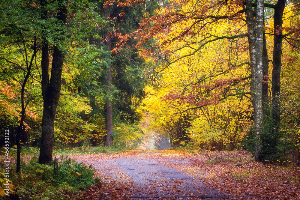 Landscape of path of autumn park. Colorful leaves fall on woodland road. Walk on autumn park.