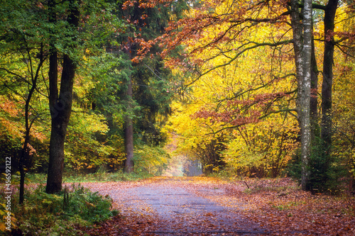 Obraz na płótnie Landscape of path of autumn park. Colorful leaves fall on woodland road. Walk on autumn park. w salonie