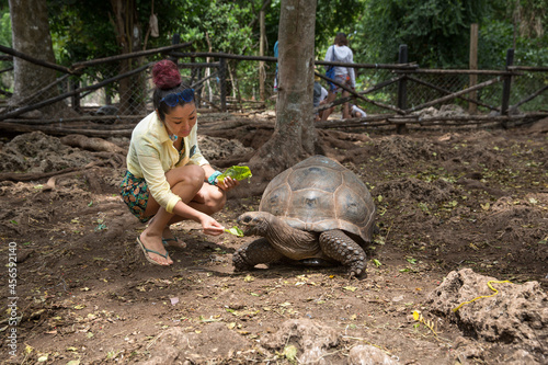 A young beautiful girl in a yellow shirt sits on his haunches and feeds a giant turtle with cabbage