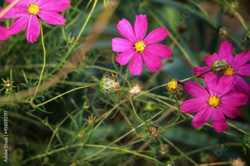 flowers in the garden