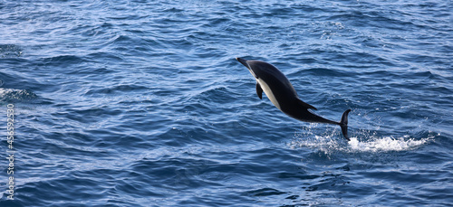 dolphin jumping out of water