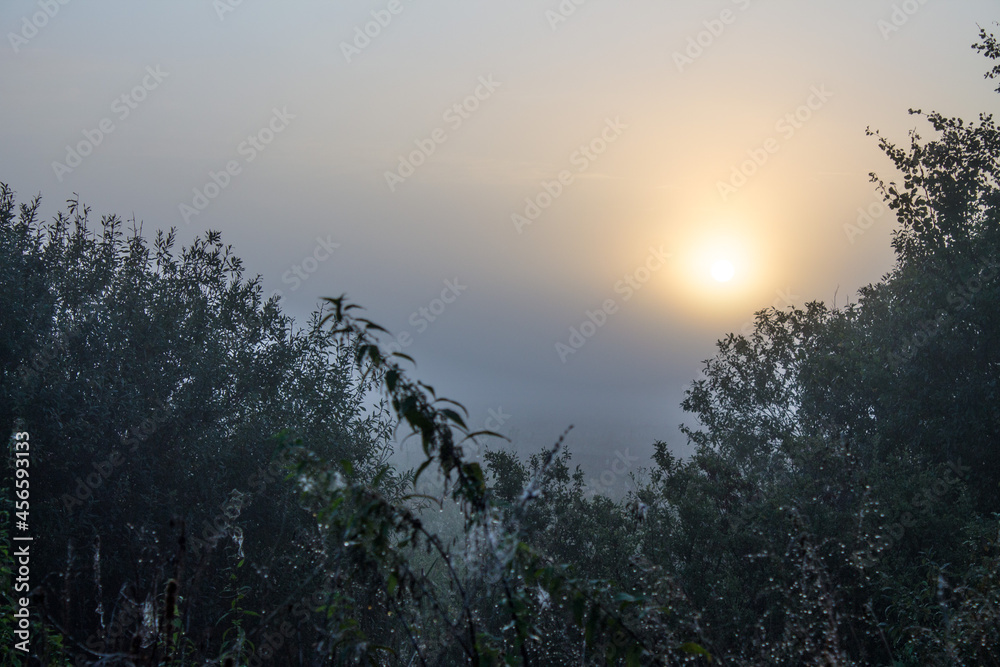 Dawn over the silhouettes of trees with lush foliage in the early foggy morning and space for copying. Concept-natural background Dawn over the silhouettes of trees with lush foliage in the early foggy morning and space for copying. Concept-natural background