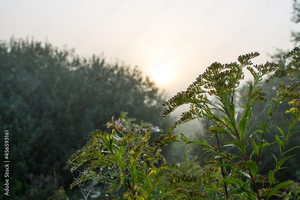 Dawn over the silhouettes of trees with lush foliage in the early foggy morning and space for copying. Concept-natural background