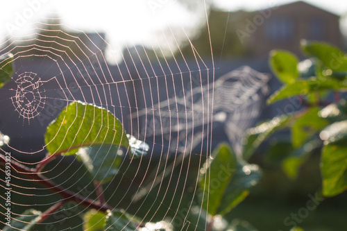 Spider web close-up on the branches of a tree with green leaves and a blurred background and space to copy
