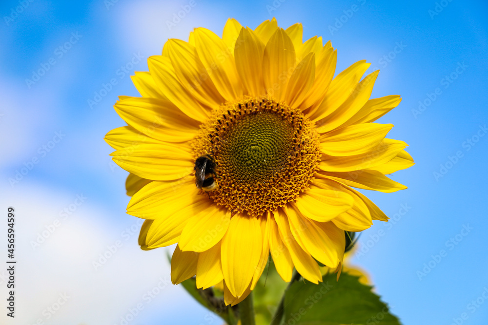 sunflower against blue sky