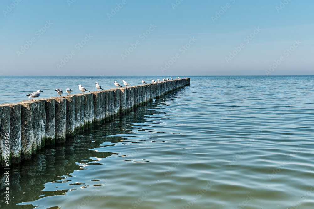 Seagulls on wooden posts as breakwaters on the Baltic beach of Svetlogorsk.