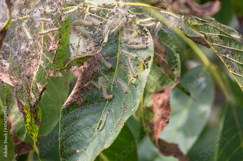 Lots of caterpillars on walnut tree consuming the leaves photo