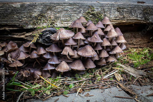 Mushrooms, toadstools, poisonous mushrooms grow under an old rotten wooden board. Macro photo of mushrooms.