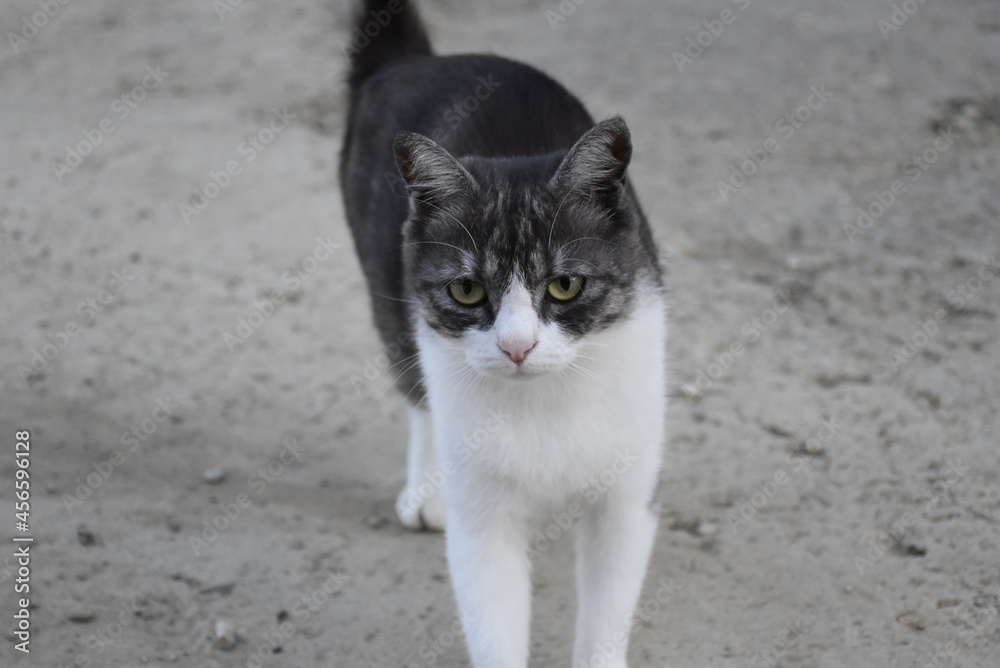 black and white cat black and white cat