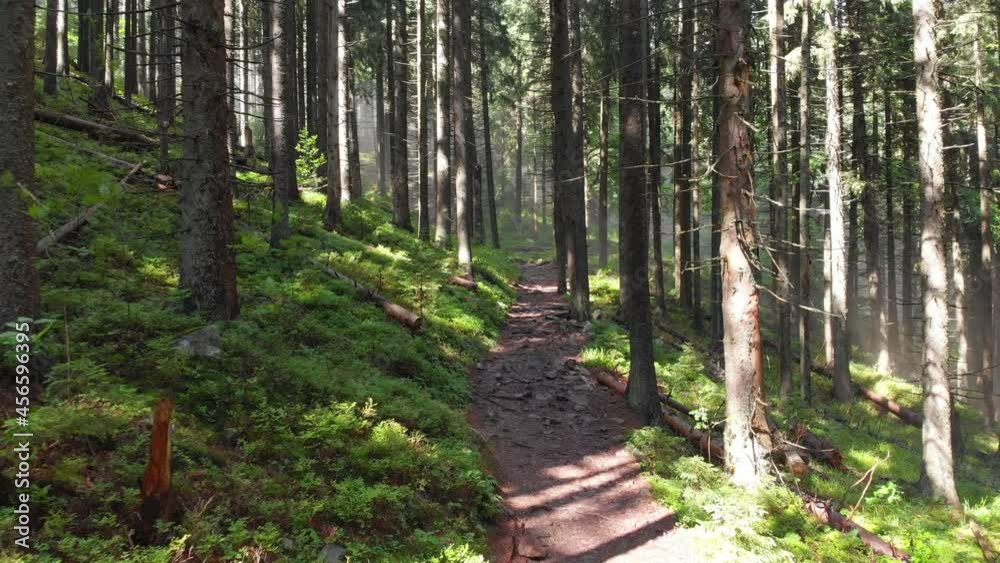 A walk in nature. Forest trail in the mountains. Walk through the coniferous forest between the trees. Travel and tourism. A walk in nature. Forest trail in the mountains. Walk through the coniferous forest between the trees. Travel and tourism.