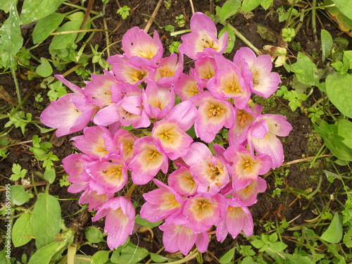 Autumn purple crocuses in a flowerbed surrounded by green foliage. Beautiful background of flowers.