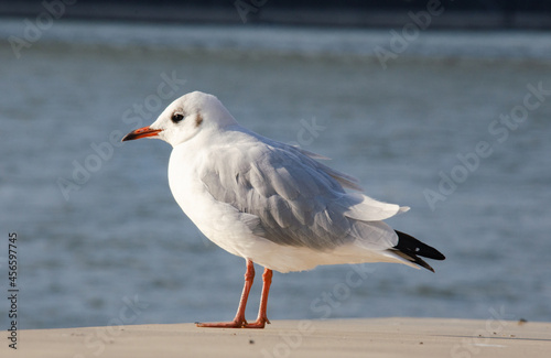 Eine Möwe am Meer