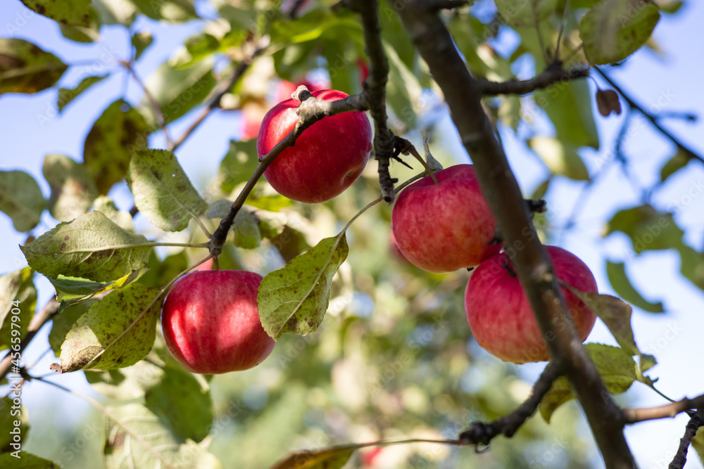 Red apples hang on a branch against the sky, harvest, gifts of autumn Red apples hang on a branch against the sky, harvest, gifts of autumn