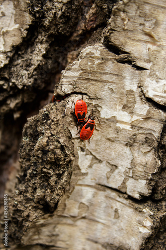 red bugs on birch bark