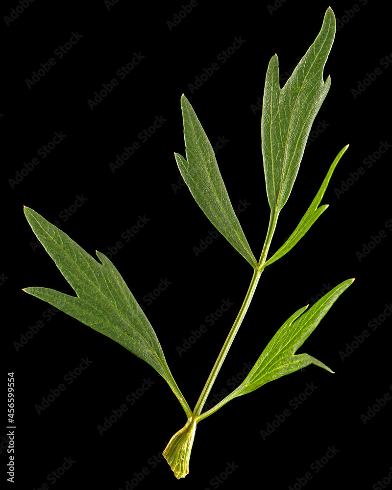 Fototapeta premium Fresh green leaf of lovage, lat. Levisticum officinale, isolated on black background