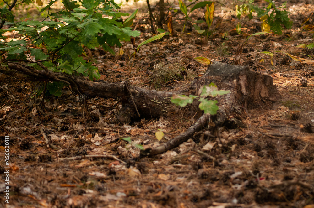 ree stump ree stump