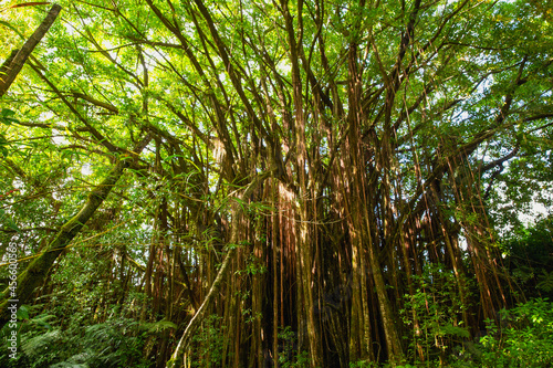 Hawaiian banyan tree