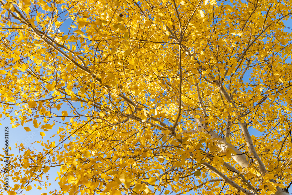 Yellow leaves and branches with blue sky background Yellow leaves and branches with blue sky background
