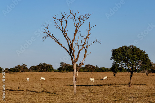 tree and cattle in the field