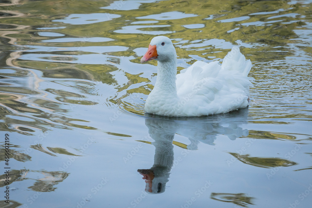 Fototapeta premium White Goose Swimming