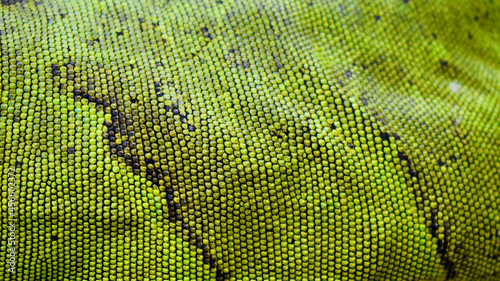 Closeup of green iguana's skin