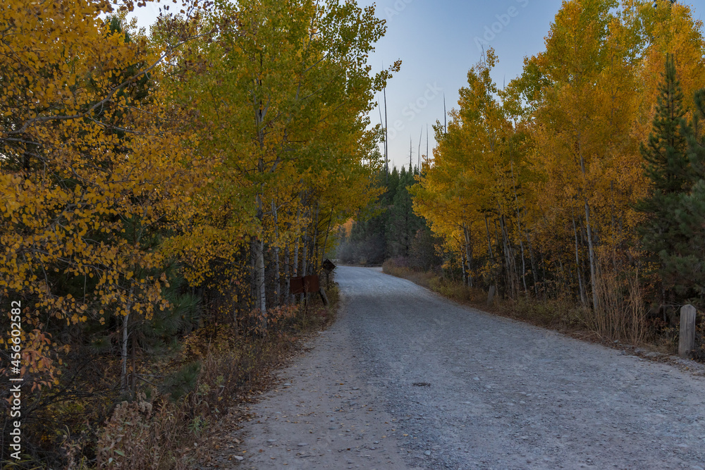 Country road through aspen trees in the autumn