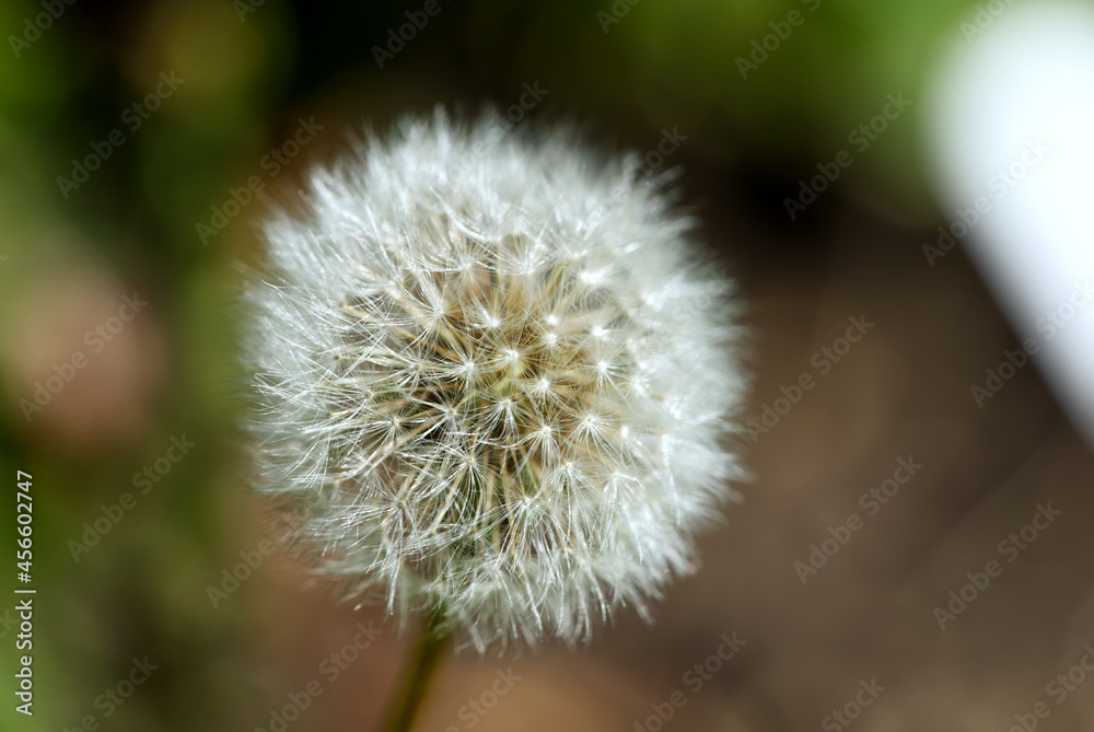 white fluffy dandelion Taraxacum officinale on a green and brown blurred background. close up white fluffy dandelion Taraxacum officinale on a green and brown blurred background. close up