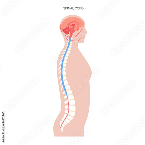 Spinal cord anatomy