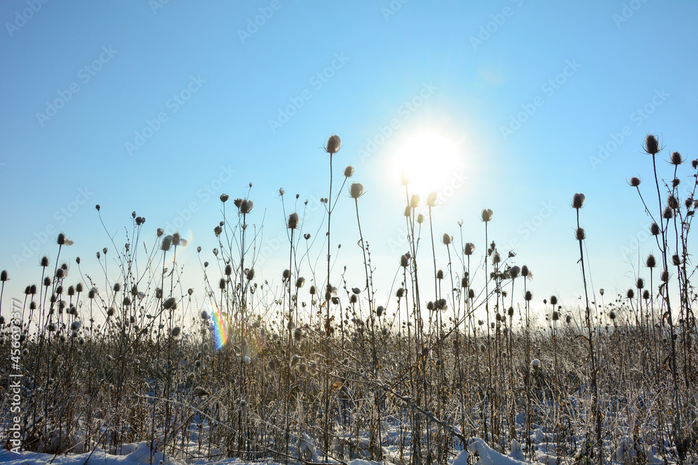 Obraz premium Wild teasel in a field in winter with tall snow, sun and sky