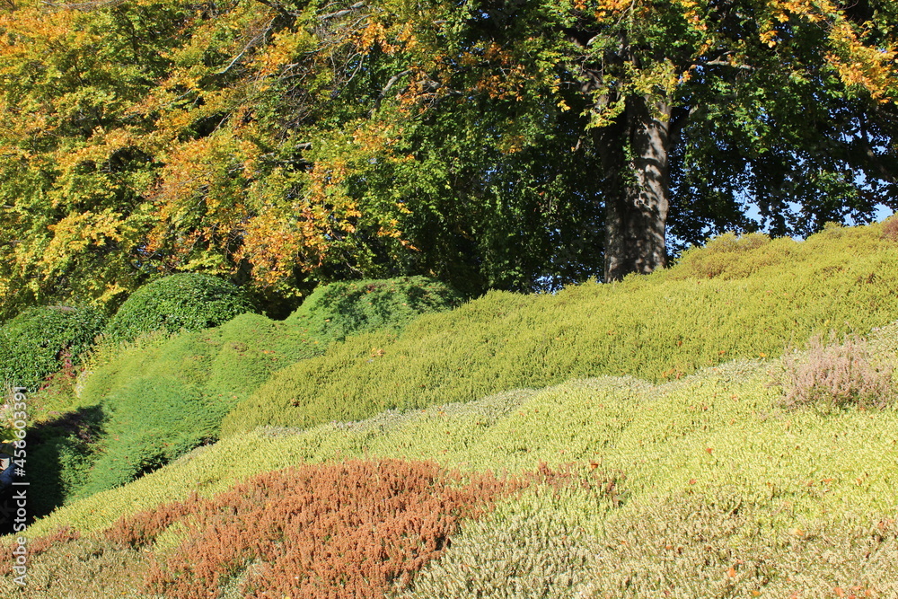 Trees and shrubs start to change colors Trees and shrubs start to change colors