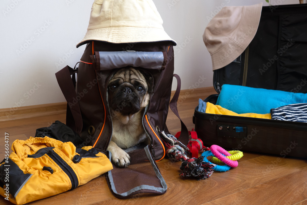 Pack of luggage for traveling with pets. Pug dog sits in dog carrier and  waiting for a travel. Stock-Foto | Adobe Stock