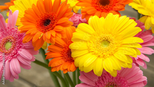 Bouquet of yellow orange pink gerberas in garden. Colourful spring flowers. Selective focus.