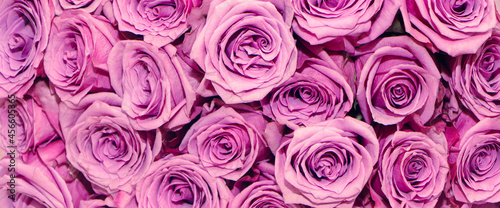 Floral background of pink rose flowers