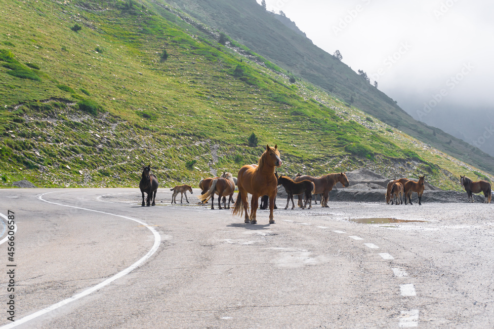 Image of a group of wild horses in the middle of the road in the Catalan Pyrenees
