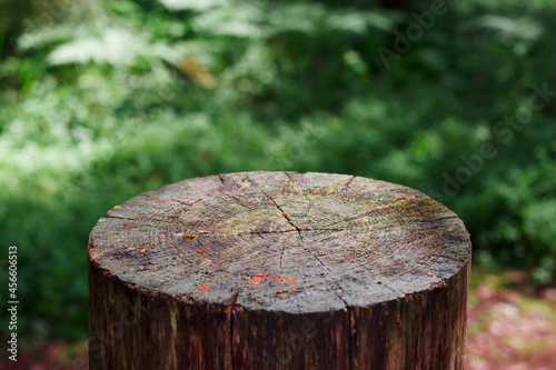 Сlose up of a tree stump in green forest. Nature wooden background.