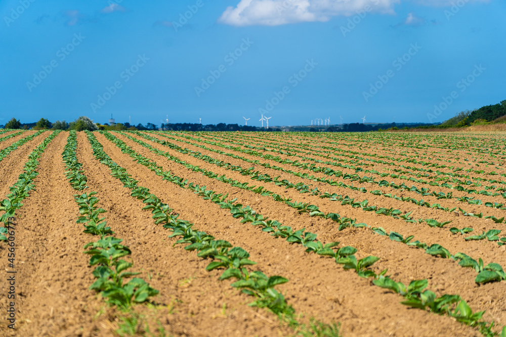 Field of beautiful cauliflowers in Brittany. France. Farming organic green cabbage lettuce on a vegetable plot in the French Bretagne region. Bio organic agriculture production concept