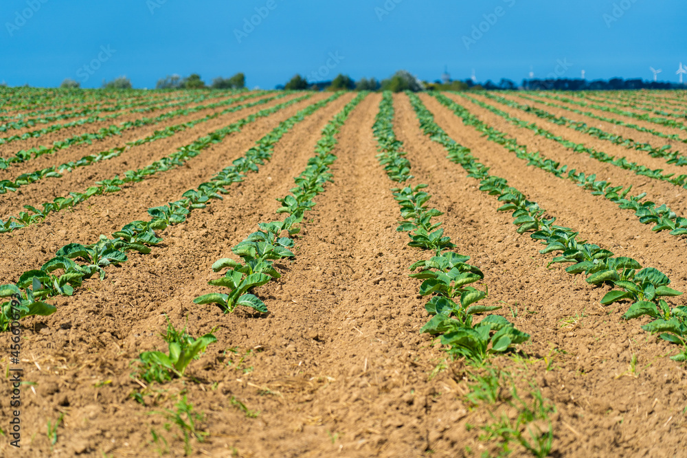 Field of beautiful cauliflowers in Brittany. France. Farming organic green cabbage lettuce on a vegetable plot in the French Bretagne region. Bio organic agriculture production concept Field of beautiful cauliflowers in Brittany. France. Farming organic green cabbage lettuce on a vegetable plot in the French Bretagne region. Bio organic agriculture production concept