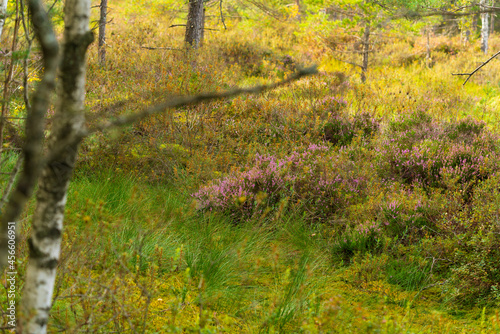 Autumn colors. Beautiful heater in the swamp  Kemeri National Park  Latvia